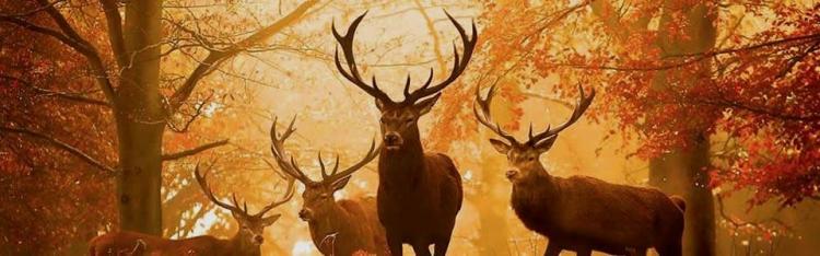 wildfestijn