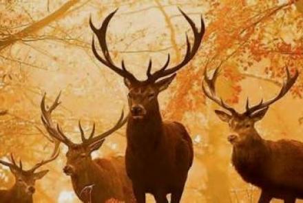 wildfestijn
